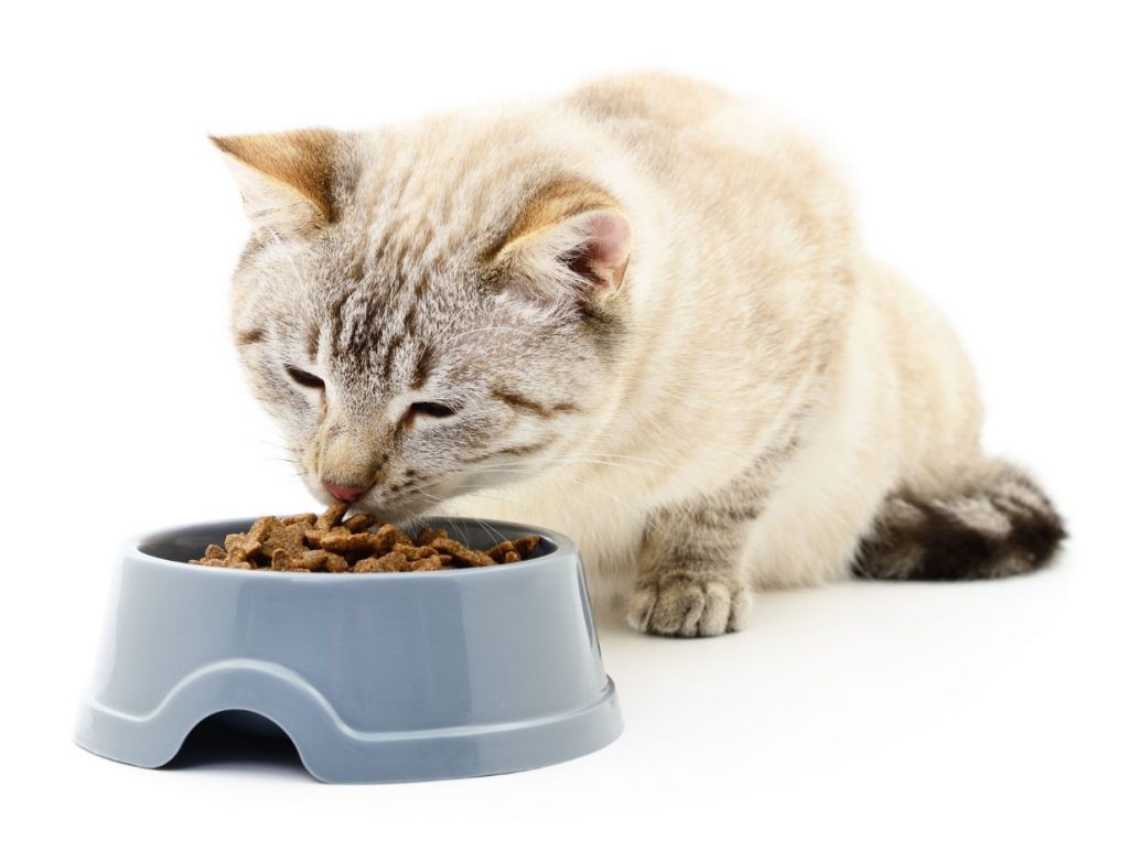 מזון מומלץ לחתולים